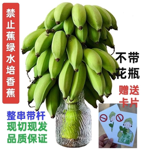 整株带杆禁止蕉绿香蕉小米蕉工位绿植摆件可食用拒绝焦虑水培香蕉