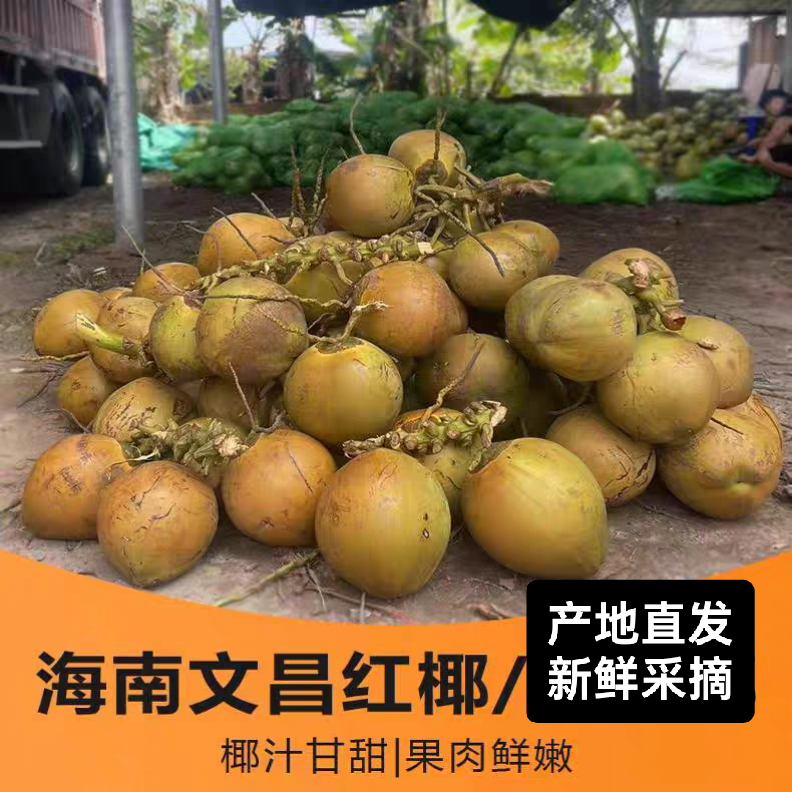 正宗海南红椰子带皮椰青新鲜精选大果9个当季现摘现发产地