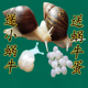 美 宠物白玉蜗牛活体巨型大蜗牛观赏科学实验幼儿园小蜗牛教学套装