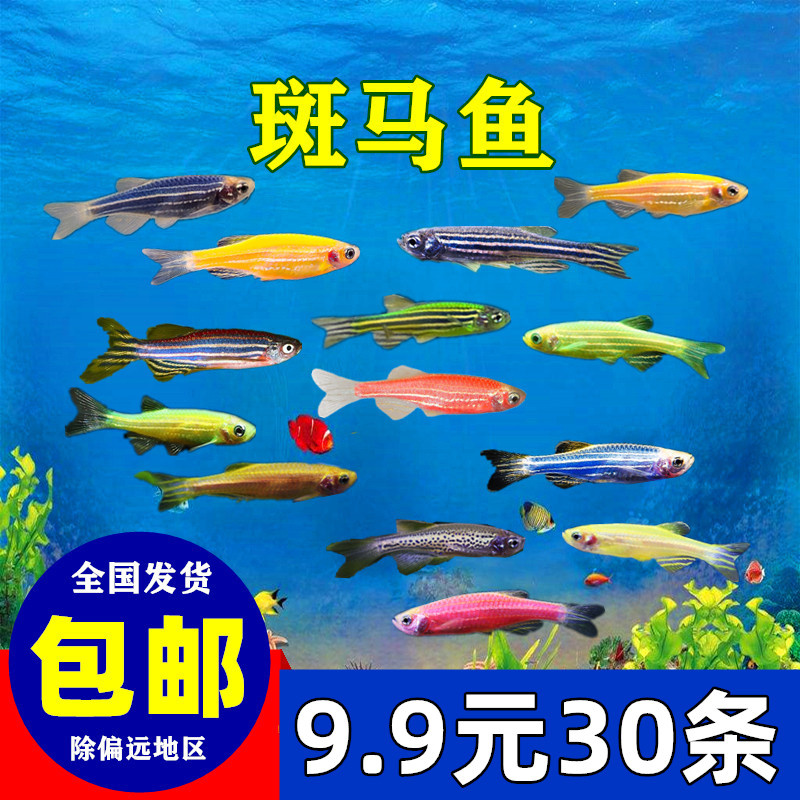 斑马鱼活体小型好养耐活鱼冷水鱼金鱼苗淡水红绿灯鱼小鱼活观赏鱼