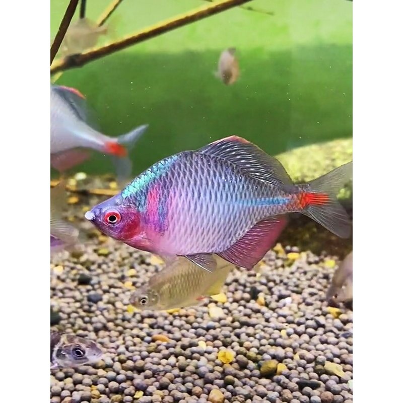 高体鳑鲏鱼七彩长鳍鱲宽鳍鱲麦穗鱼马口鱼原生爆缸冷水鱼观赏鱼