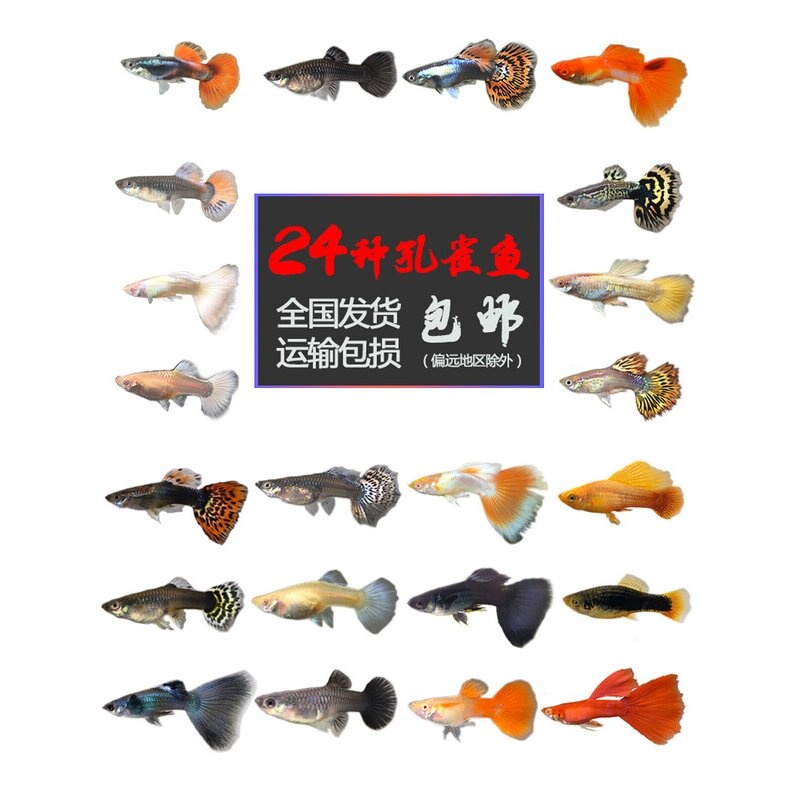 热带观赏鱼活体小型孔雀淡水鱼苗宝莲灯斑马清道夫红绿灯鱼灯科鱼