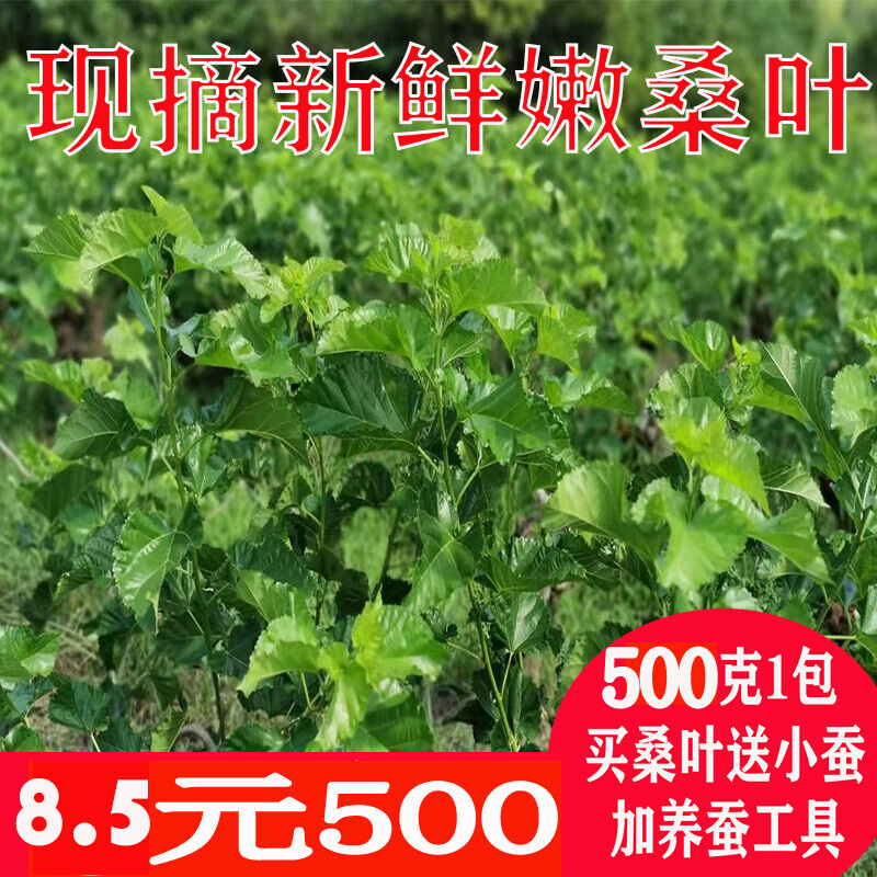 新鲜嫩桑500克1斤蚕宝宝食物农家现摘桑叶芽桑树叶子学生养蚕虫