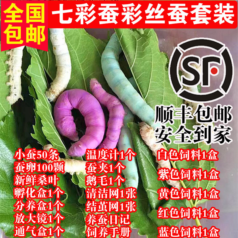 蚕宝宝学生养蚕套装天然七彩色蚕饲养盒12345龄春蚕桑叶金丝蚕