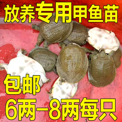 小甲鱼苗鲜活体食用公母小外塘放养中华鳖苗套养散养垂钓卤味麻辣