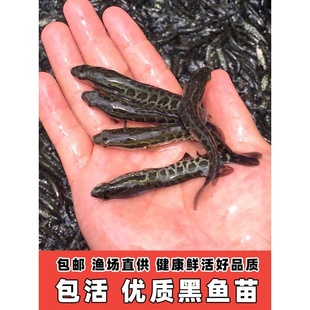 黑鱼苗活体淡水养殖乌鱼苗生鱼苗财鱼苗观赏鱼好养黑鱼苗杂交活体