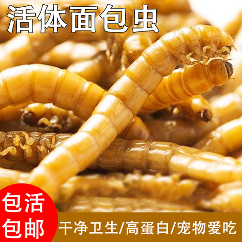 面包虫大麦虫黄粉虫活体虫观赏鱼龙鱼乌龟仓鼠蜥蜴鸟饲料引种养殖