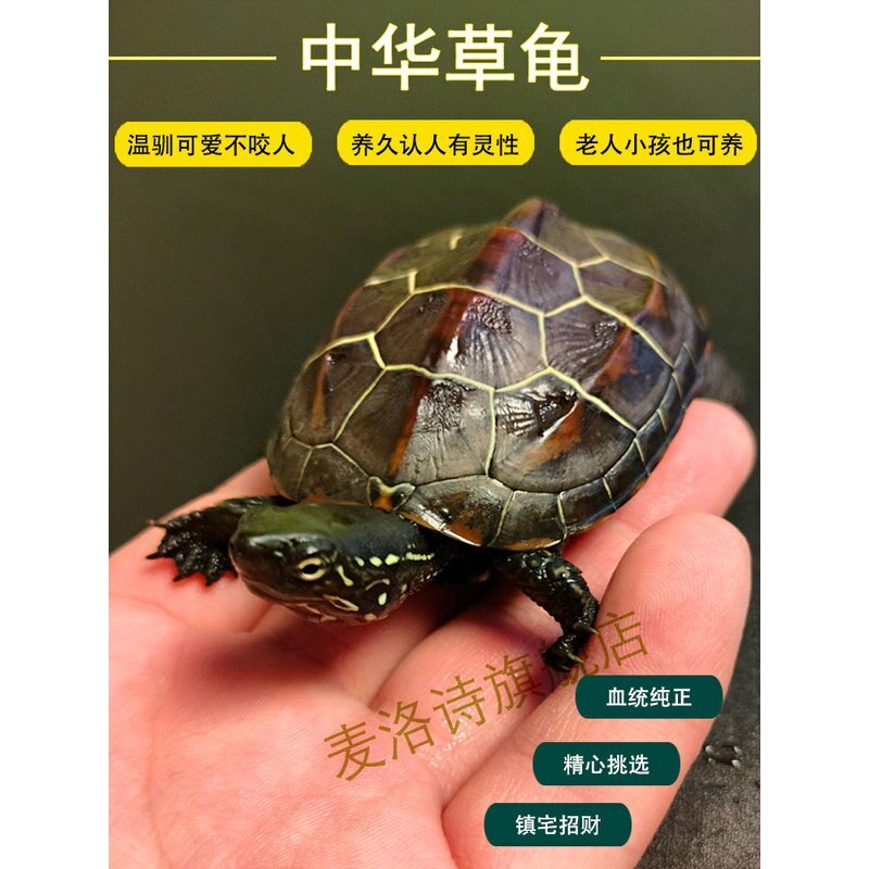 乌龟中华草龟活体小乌龟苗冷水外塘适合家养活物宠物龟耐活好养