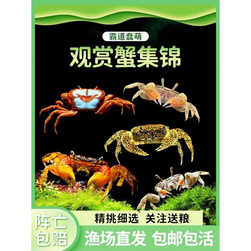 包邮迷你辣椒蟹深水蟹观赏蟹恶魔蟹豹点蟹相手蟹蝴蝶蟹淡水螃蟹