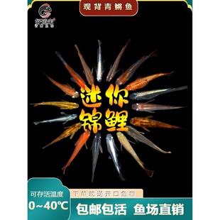 观背青鳉鱼冷水魔法鱼小型鱼观赏锦鲤淡水金鱼卵活体鱼苗好养青锵