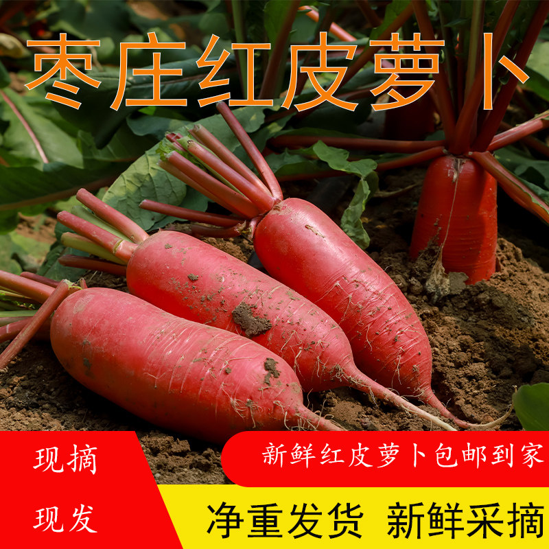 山东特产红皮白肉萝卜现拔现发泡菜腌制萝卜新鲜当季水萝卜小萝卜