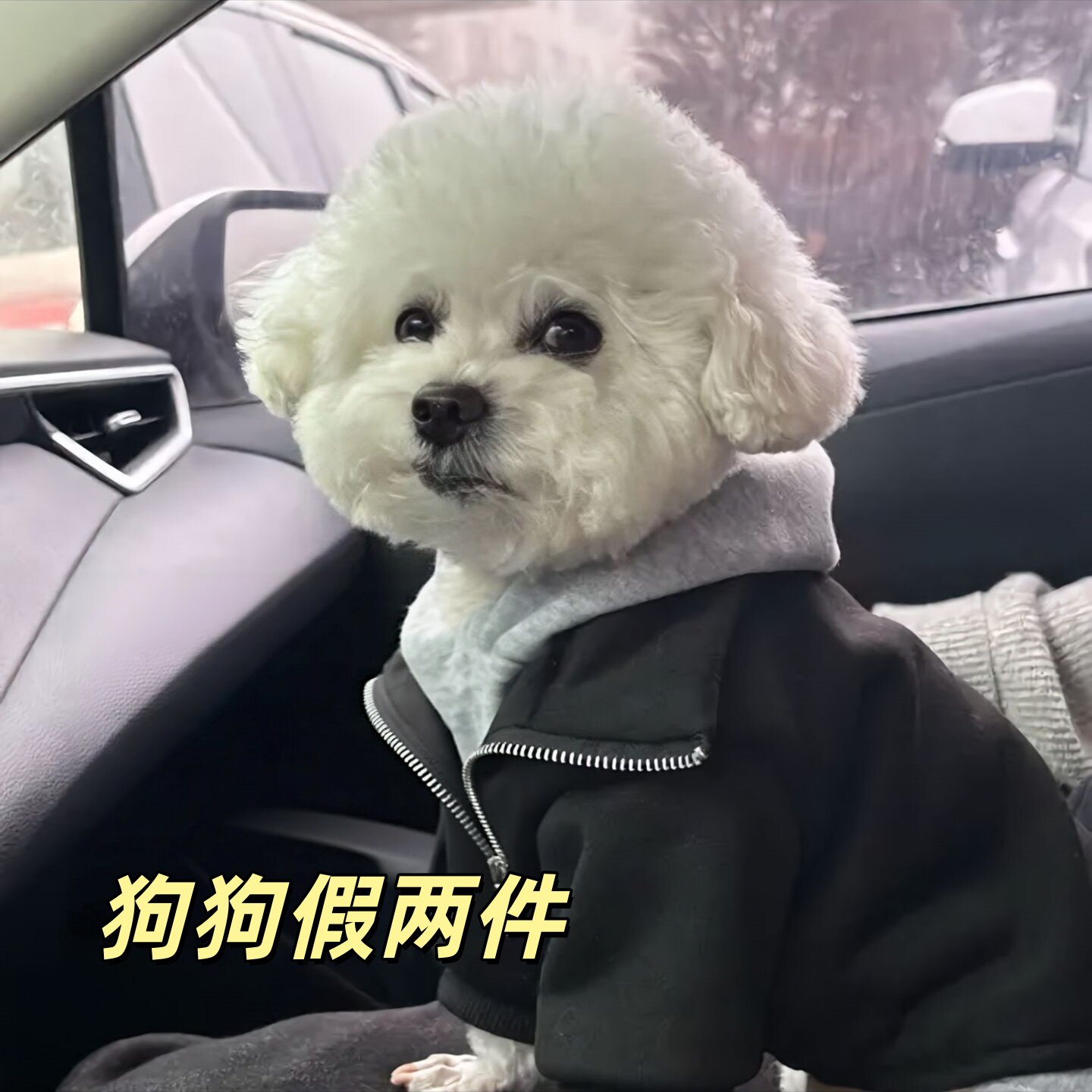 漂亮衣服小型犬宠物衣服四脚狗