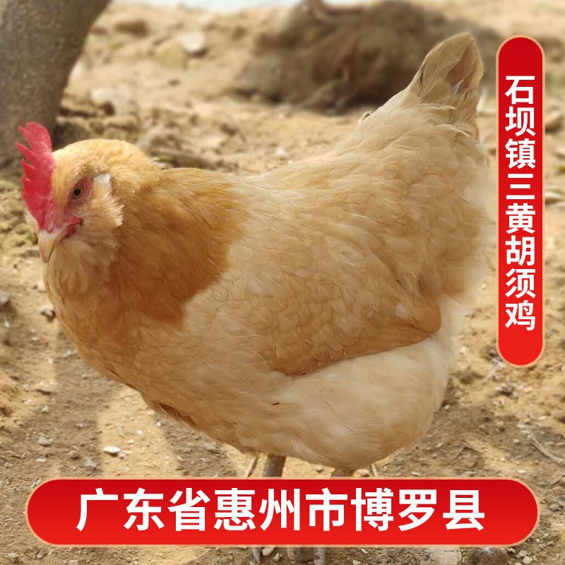 石坝镇三黄胡须鸡山林散养活鸡老水鸡杂粮土鸡农家老母鸡坐月鸡