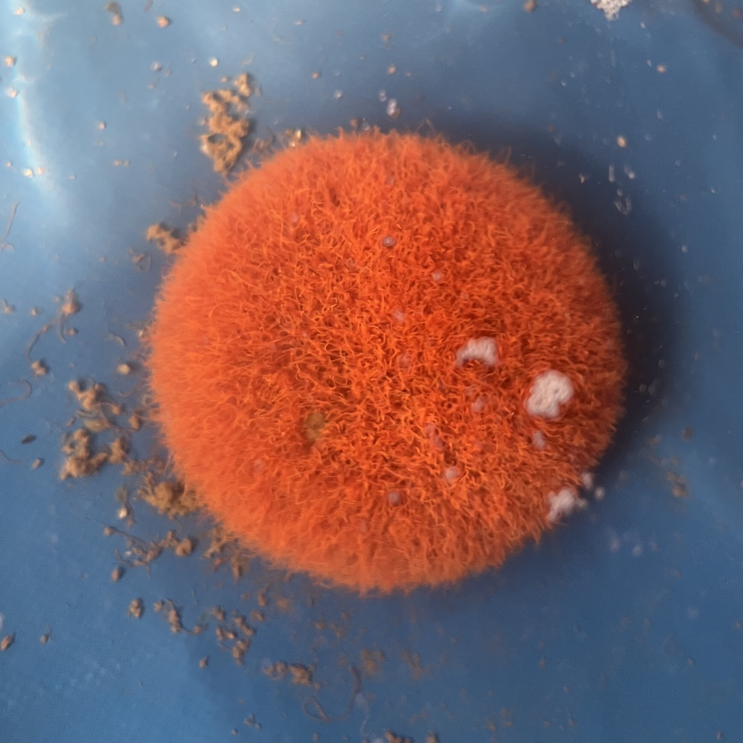 湖南红线虫活鱼食活体线虫水蚯蚓观赏鱼高蛋催苗白发色饲料