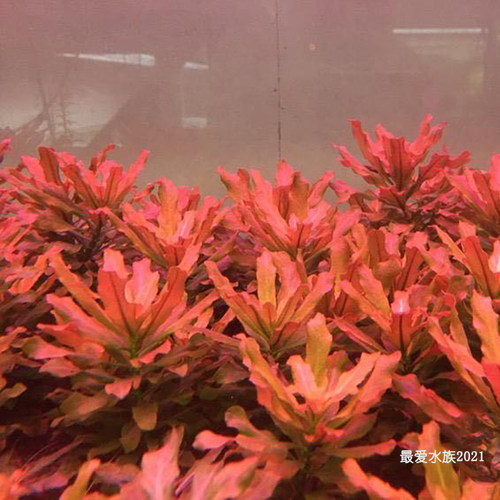 北美丁香自养水下叶鱼缸草缸造景中前景荷兰景新手开缸草淡水自养