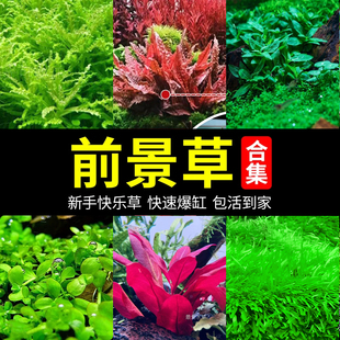 鱼缸造景水草无菌杯日本迷你爬地矮珍珠牛毛草无需二氧化碳椒草榕