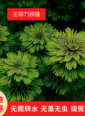 小宝塔 ADA水草新手推荐无需二氧化碳草缸造景生态缸养殖淡水绿色