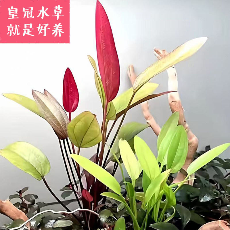 皇冠水草植物懒人鱼缸造景无需种植泥沙新手易养活净化水质阴性