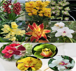 客厅办公室盆栽植物庭院花卉大花惠兰惠兰花花苞蕙兰花苗家用新房