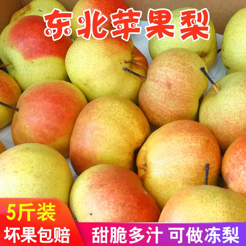 苹果梨东北特产精品大果鞍山苹果梨新鲜水果冻梨酥梨秋子 5斤