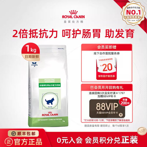 皇家离乳期奶糕猫猫繁育