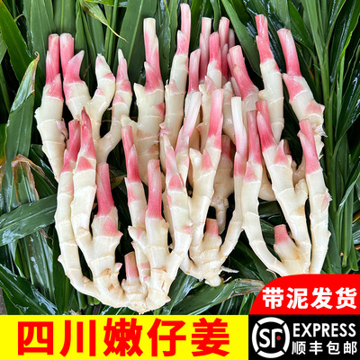 【顺丰包邮】新鲜四川现挖嫩仔姜嫩姜鲜嫩子姜芽鲜姜泡菜醋姜
