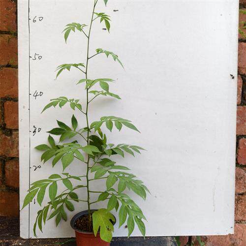 蓝花悬星藤攀援爬藤植物庭院阳台花墙耐热耐寒多年生四季常绿