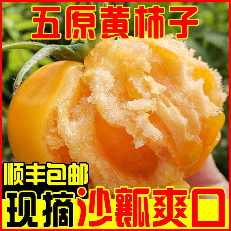 内蒙古五原黄色西红柿5斤新鲜水果现摘沙瓢黄柿子自然熟番茄蔬菜