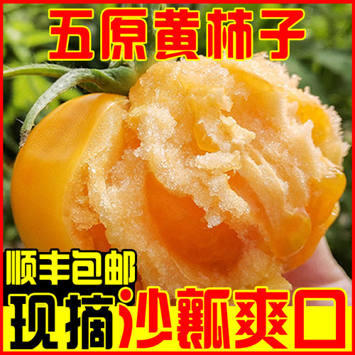 内蒙古五原黄柿子自然熟