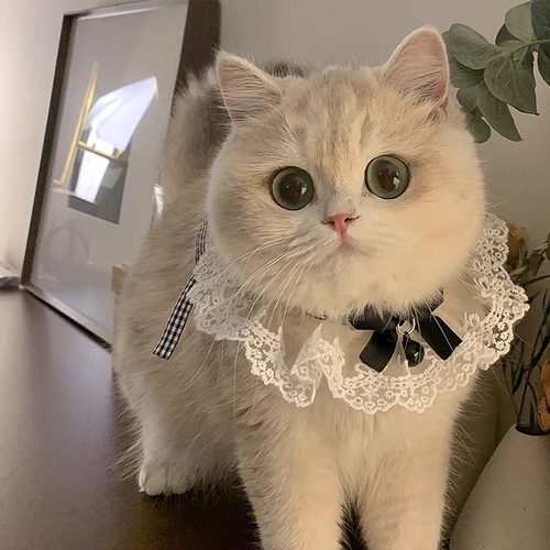 猫咪围脖公主围兜口水巾狗狗