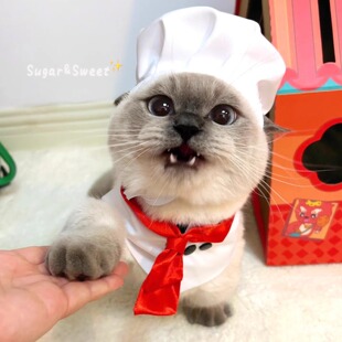 宠物猫咪厨师帽子小红领大主厨头套cos狗狗装饰小猫搞怪变装拍照