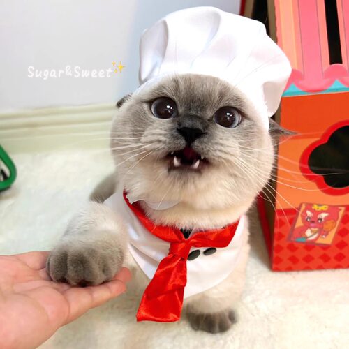 宠物猫咪厨师帽子小红领大主厨头套cos狗狗装饰小猫搞怪变装拍照