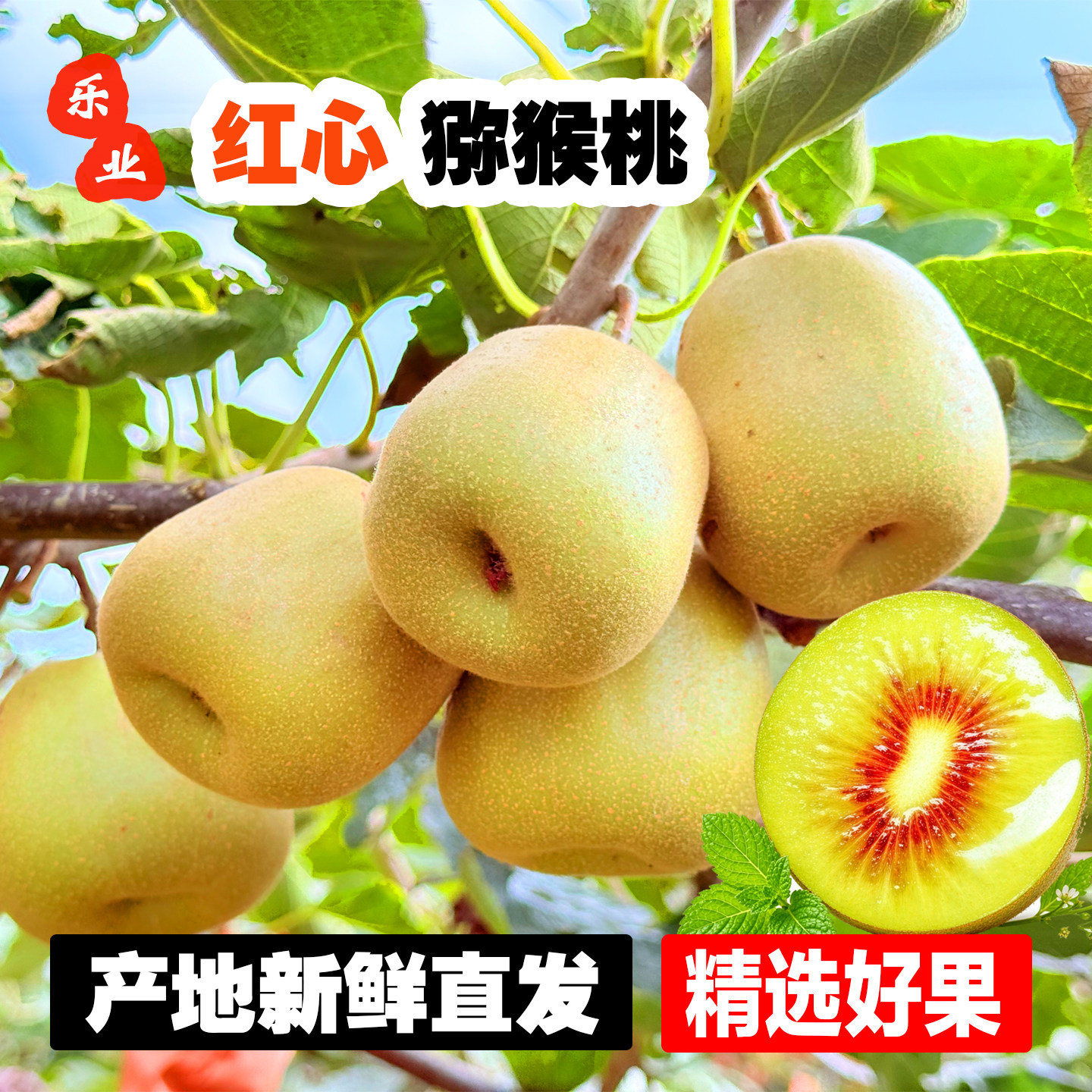 广西乐业红心猕猴桃现摘鲜甜