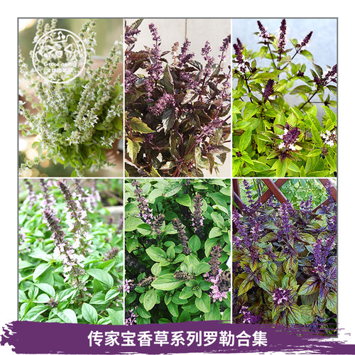 九层塔柠檬甜九层塔柠檬甜