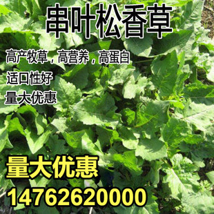 精装串叶松香草种子 多年生猪牛羊鹅畜禽牧草籽 香槟菊花草