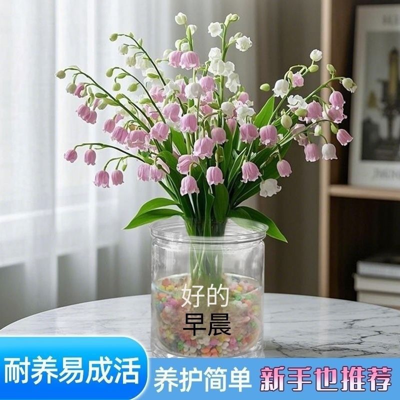 水培铃兰花苗浓香开花绿植