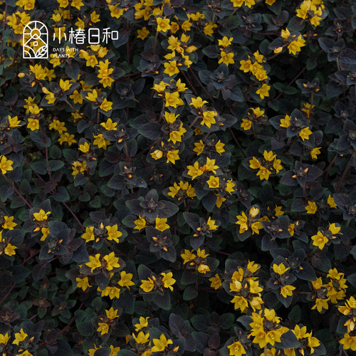 小椿日和过路黄夏季耐热耐寒