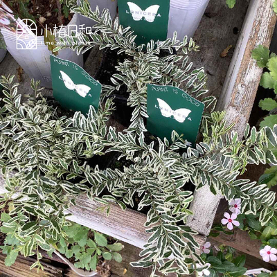 小椿日和 花叶忍冬白魔法 常绿耐寒灌木金银花盆栽组盆花境植物