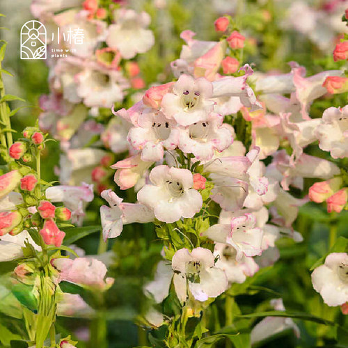 小椿园艺 钓钟柳苹果花 半常绿多年生线性直立花境盆栽植物花卉