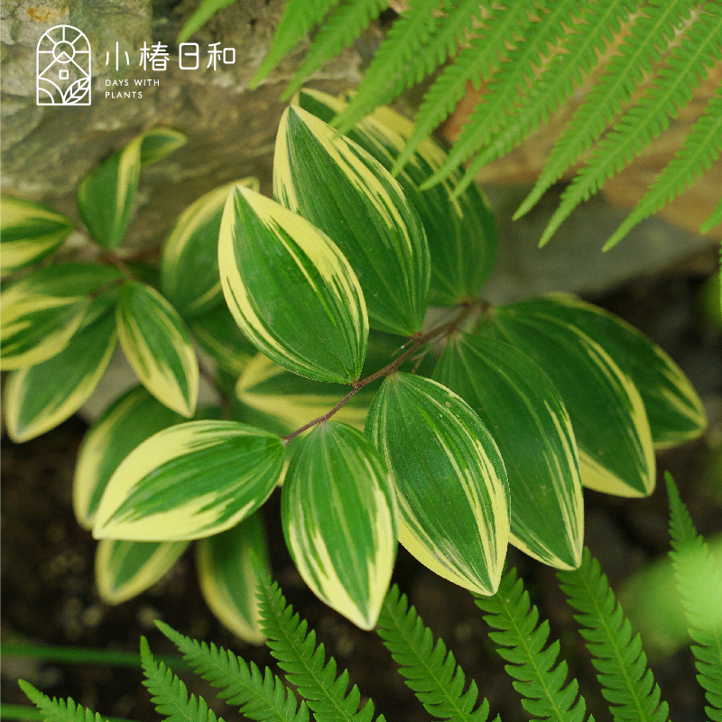 小椿日和花叶玉竹耐寒多年生