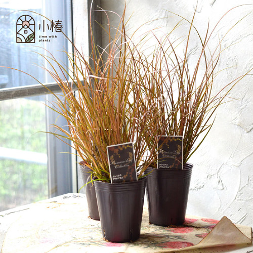 小椿园艺 铜叶苔草‘奥鲍姆’新西兰新品苔草花境花园耐寒耐热