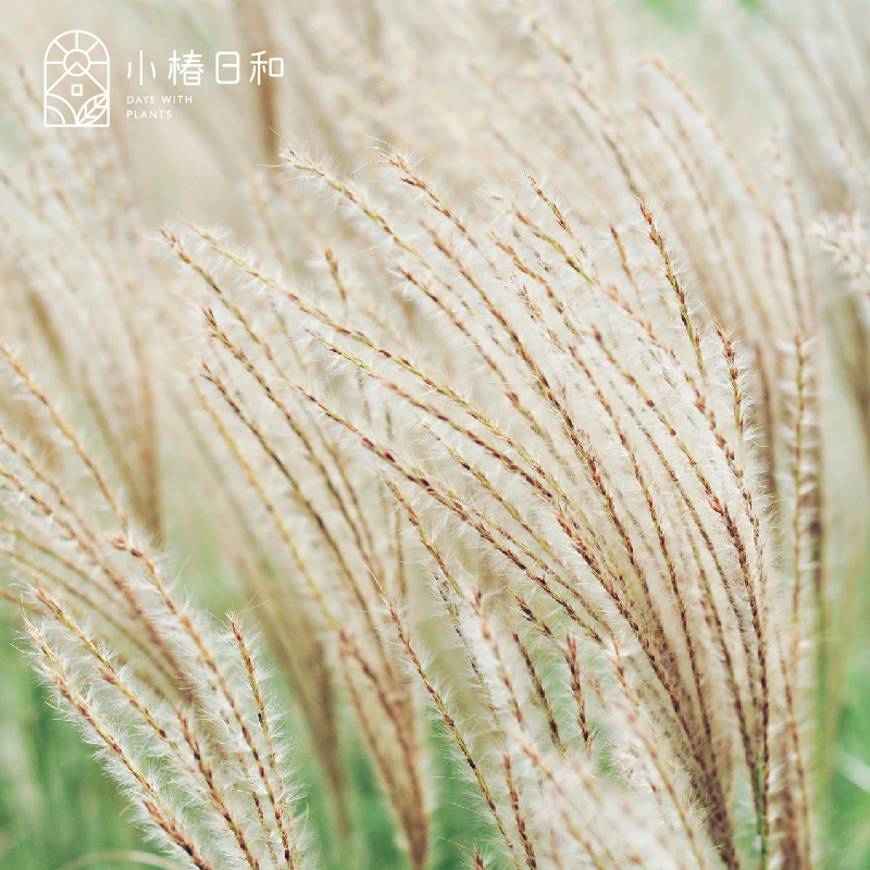 小椿日和 芒草发草苔草 观赏草草甸花镜野趣飘逸庭院耐热耐寒耐旱