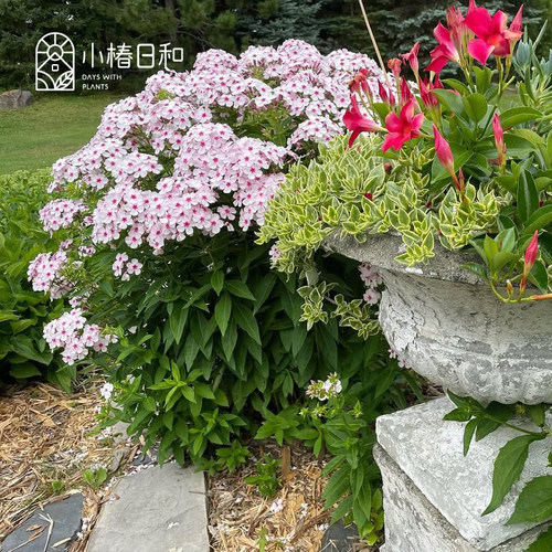 小椿日和宿根福禄考-荷兰小姐直立耐寒耐热皮实好养多年生开花
