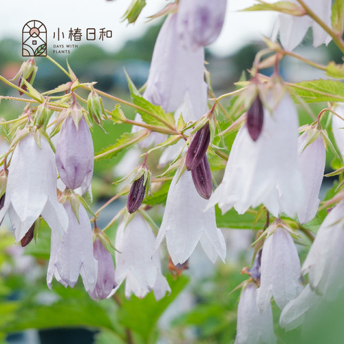小椿日和 风铃草-葵空多年生宿根耐寒耐热丰花盆栽庭院花园
