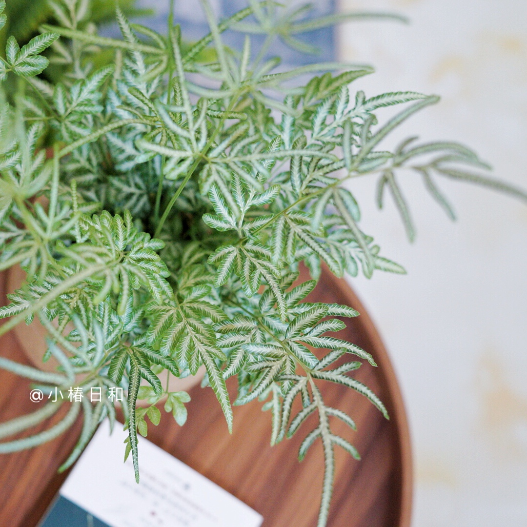 夏雪银线蕨 小椿日和 耐阴室内桌面绿植 银色 净化空气 吸甲醛