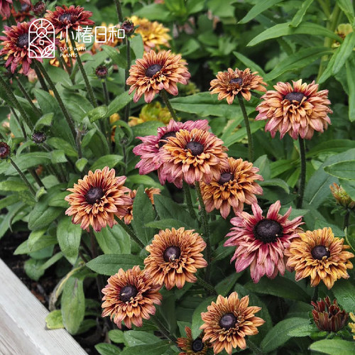 小椿日和 金光菊“撒哈拉”花卉宿根多年生耐热阳台花境露台花园