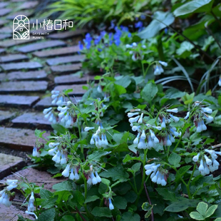 小椿日和 聚合草希德寇特蓝 Hidcote Blue  花境耐阴耐寒花卉植物