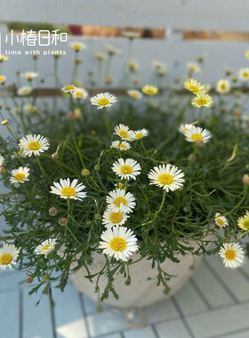 小椿日和 黄花姬菊Brachyscome angustifolia多年生菊科奶油黄色