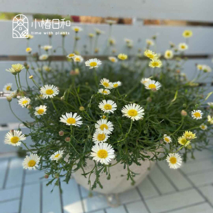 小椿日和 黄花姬菊Brachyscome angustifolia多年生菊科奶油黄色