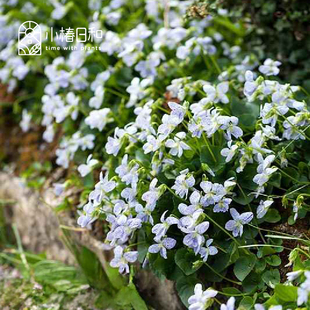 小椿日和 雀斑堇菜斑点Viola耐阴多年生开花地被盆栽组盆耐寒花卉